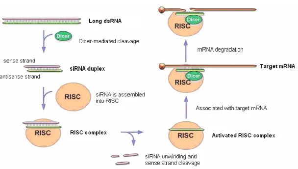 Fig. 2-3 RNAi の機構 