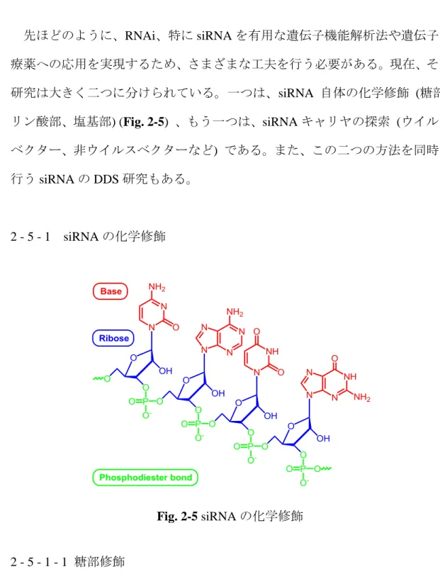 Fig. 2-5 siRNA の化学修飾 