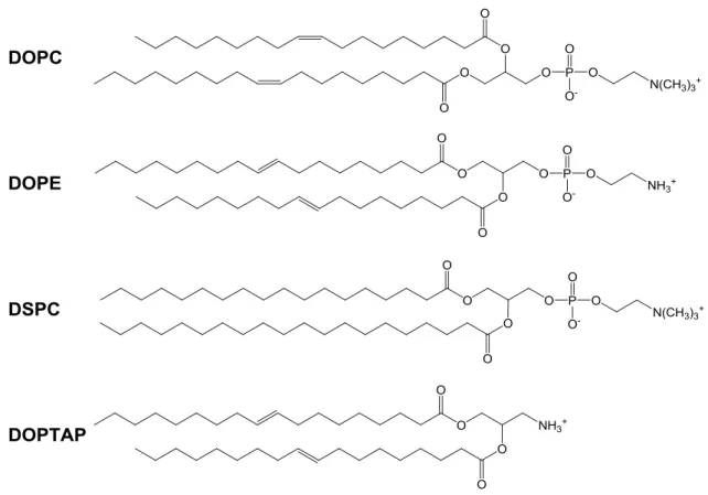 Fig. 2-9 siRNA のカチオン性脂質キャリア 