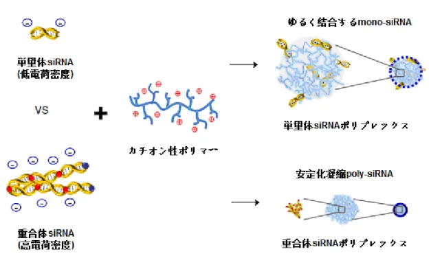 Fig. 2-12  単量体 siRNA 分子及び重合体 siRNA 分子の自己集合 