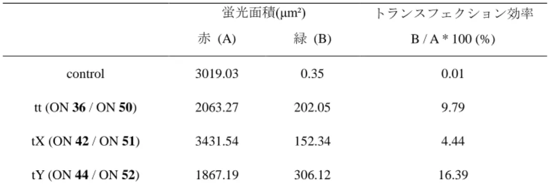 Table 4-2 siRNA のトランスフェクション効率  蛍光面積(μm²)  トランスフェクション効率  B / A * 100 (%) 赤  (A) 緑  (B)  control  3019.03  0.35  0.01  tt (ON 36 / ON 50)  2063.27  202.05  9.79  tX (ON 42 / ON 51)  3431.54  152.34  4.44  tY (ON 44 / ON 52)  1867.19  306.12  16.39 