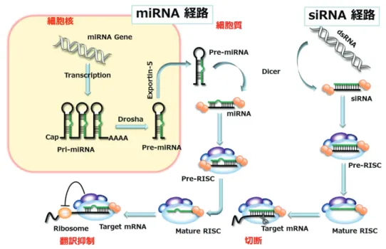 Fig. 1-6. siRNA䚸 䚸miRNA 䛻䜘䜛 RNA ᖸ΅ᶵᵓ 