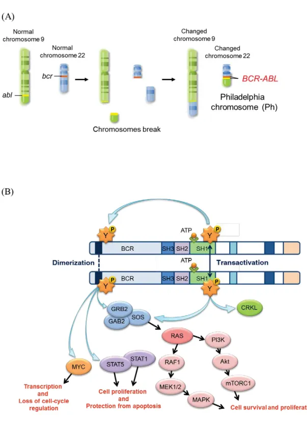 Fig. 1  Pathogenic mechanism of chronic myeloid leukemia (CML)