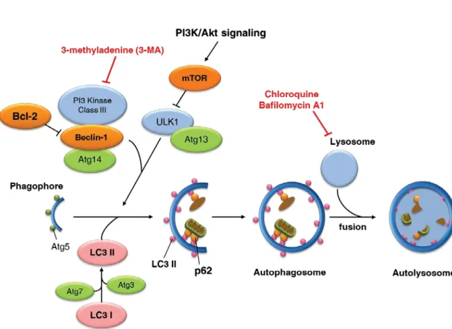 Fig. 8  Schematic diagram of the autophagy signaling pathway.