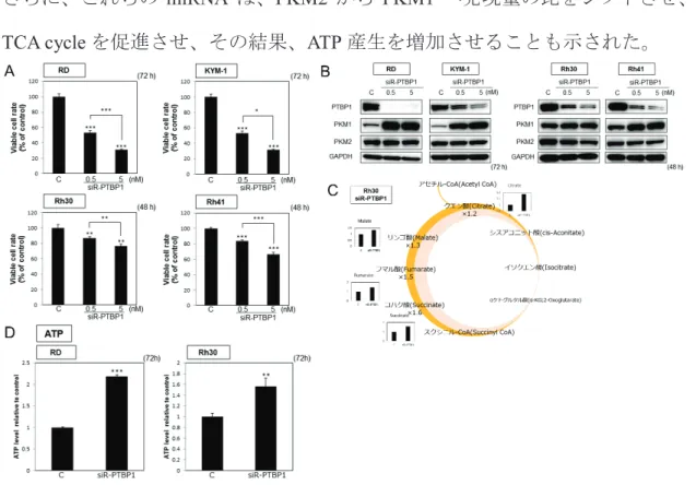Figure 7.  ࣄ ࣄࢺᶓ⣠➽⫗⭘⣽⬊࡟࠾ࡅࡿ PTBP1 ࣀࢵࢡࢲ࢘ࣥࡢຠᯝ  (A)ࣄࢺ RMS ⣽⬊ᰴ࡟ siR-PTBP1 (0.5, 5 nM)  ࢆᑟධࡋࡓ㝿ࡢ⏕⣽⬊⋡ࡢホ౯  (B)ࣄࢺ RMS ⣽⬊ᰴ࡟ siR-PTBP1 ࢆᑟධࡋࡓ㝿ࡢ Warburg ຠᯝ㛵㐃㑇ఏᏊ  ࡛࠶ࡿ PTBP1, PKM1 ཬࡧ PKM2 ࡢࢱࣥࣃࢡ㉁Ⓨ⌧  (C)ࣄࢺ RMS ⣽⬊ᰴ࡟ siR-PTBP1 ࢆᑟධࡋࡓ㝿ࡢ࣓ࢱ࣮࣒࣎ࣟゎᯒ  (D)ࣄࢺ RMS ⣽⬊ᰴ࡟ siR-PTBP1 ࢆᑟධࡋࡓ㝿ࡢ