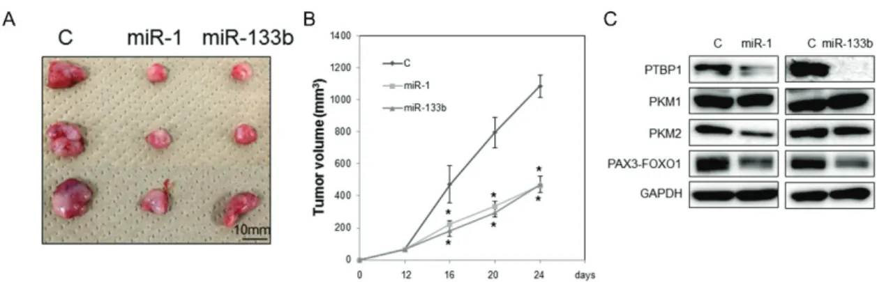 Figure 11. Rh30 ᢸ ᢸ⒴࣐࢘ࢫࣔࢹࣝ࡟࠾ࡅࡿ miR-1 ࡜ miR-133b ࡢᢠ⭘⒆ຠᯝ (A)Control, miR-1 ཬࡧ miR-133b ࡢᢞ୚ᚋࡢ᦬ฟ⭘⒆෗┿ 