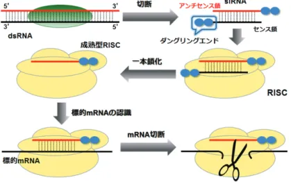 Figure 2-2. RNAi ᶵᵓ 