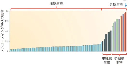 Figure 2-1.  ྛ⏕≀✀ࢤࣀ࣒ࢆ༨ࡵࡿ ncRNA ࡢ๭ྜ 