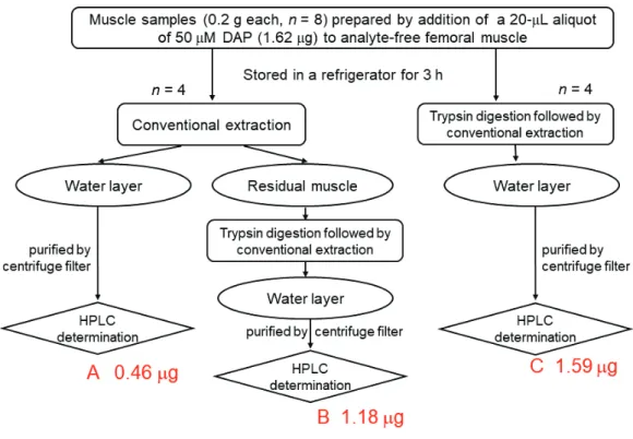 Fig. 6. Experimental Scheme for Recovery Assays from Skeletal Muscle Samples 