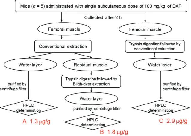 Fig. 7. Experimental Scheme for the HPLC Analyses of the Determination of DAP in  Murine Skeletal Muscles Collected from Mice (n = 5) Administered a Single  Subcutaneous Dose of 100 mg/kg DAP 