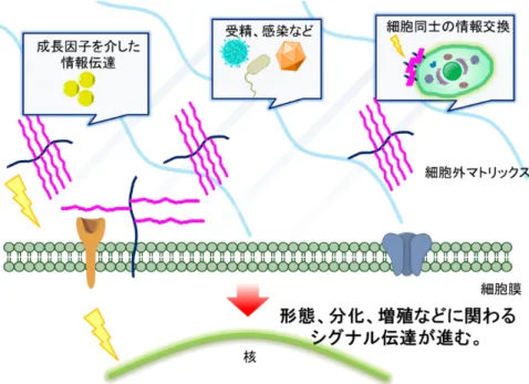 図 4.  プロテオグリカンの生物学的活性。   (愛知医科大学分子医科学研究所 HP より改変)  糖鎖構造とプロテオグリカン  糖鎖は同じ種類の単糖からなるホモ多糖と異なった種類の単糖からなるヘテロ多糖 がある。 2-10 単位連なった糖はオリゴ糖と呼ばれ、 10-100 単位もしくはそれ以上連なっ た糖鎖はグリカンと呼ばれ、グリカンの中でも特に枝分かれのない二糖繰り返し単位か ら構成される長鎖の糖をグリコサミノグリカン  (glycosaminoglycan, GAG)  という。    タンパク質に