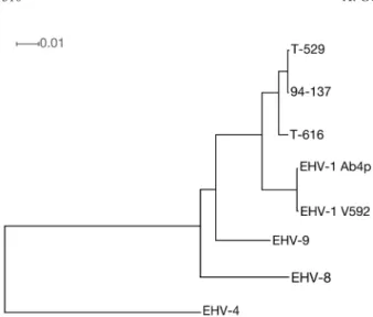 Fig. 1.  Neighbor-joining phylogenic tree based on the genome  sequences of 3 zebra-borne EHV-1 (T-616: KF644573; T-529: 