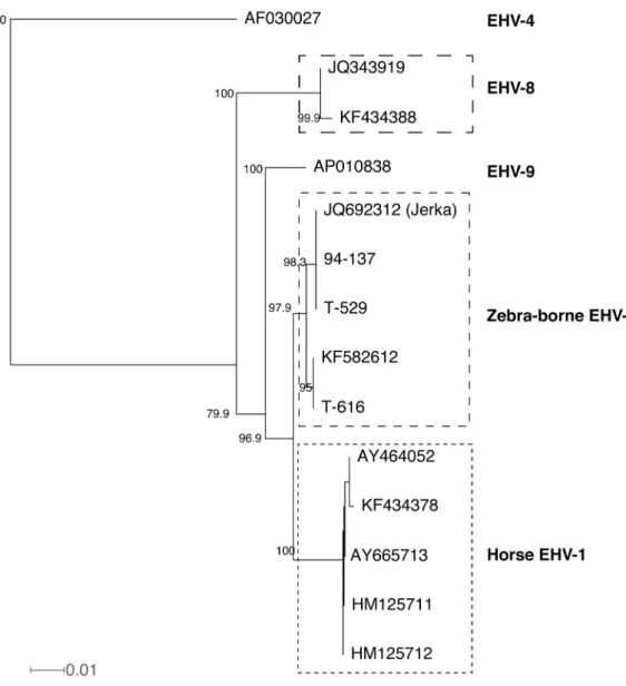 Fig. 3.  Neighbor-joining phylogenic tree based on nucleotide sequences corresponding to 2023 to 2832 of ORF30