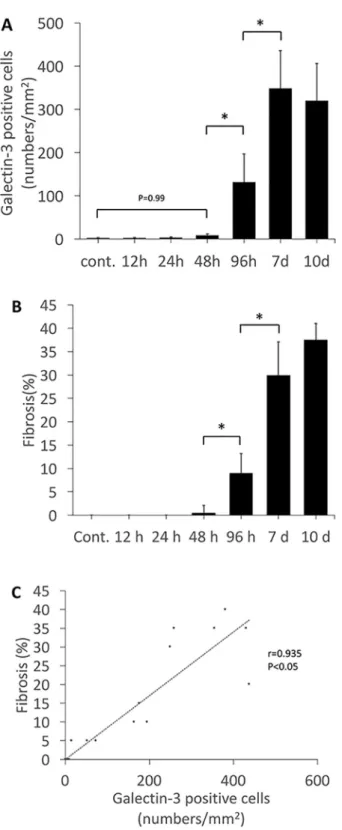 Fig 3. Quantification and association between the galectin-3 positive cell number and the degree of fibrosis