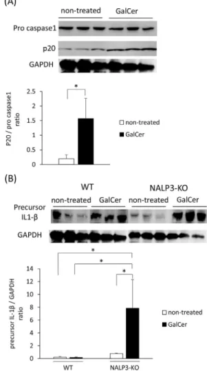 Fig. 1. Activation of inﬂammasomes in the liver of WT and NALP3-KO mice after GalCer injection (A) Expression of pro-caspase 1 and p20 protein in the livers of WT and NALP3-KO mice 24 h after treatment with GalCer was examined by western blot analysis and 