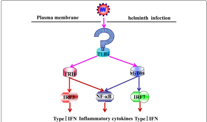Figure 1 TLR induction of inflammation by parasitic infection. MyD88, TLRs and toll/IL-1 receptor domain-containing adaptor protein inducing interferon (TRIF) signal transduction is activated by helminth infection, which results in the activation of NF-  B