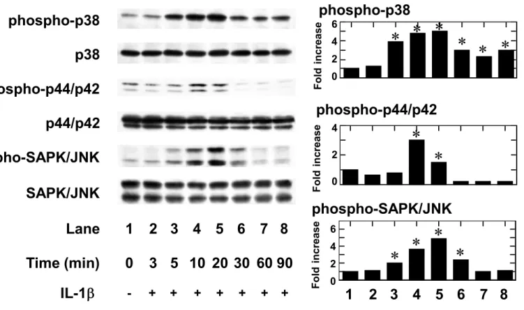 Figure 3phospho-p44/p42p44/p42phospho-SAPK/JNKSAPK/JNKLane1 2 3 4 5 6 7 8Time (min)0 3 5 10 20 30 60 90IL-1-+++++++ 1 2 3 4 5 6 7 8* ***Foldincrease0264**phospho-p44/p42phospho-SAPK/JNK024FoldincreaseFoldin02