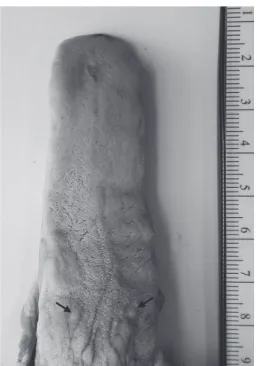 Fig. 2. Scanning electron micrographs of the lingual surface of the lesser panda. a, a filiform papilla on the apical surface consists of a main papilla and some secondary papillae