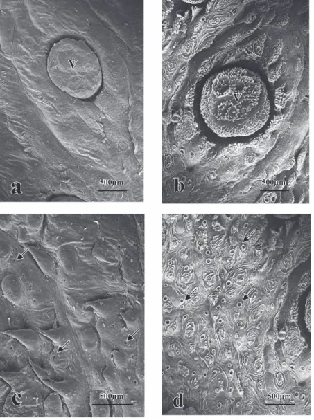 Fig. 3. Scanning electron micrographs of the lingual surface of the lesser panda. a, the vallate papilla (V) is surrounded by a groove and crescent pad