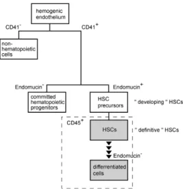 Figure 6. Endomucin and developing HSCs. A model for developing HSCs  in the embryo. In the AGM, hematopoietic cells of definitive type appear in the  CD41   population