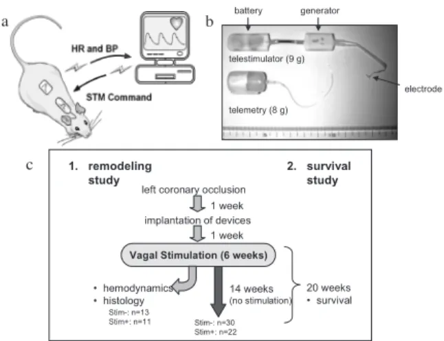 Figure 1 illustrates the experimental setup (panels a and b) and study protocol (panel c)