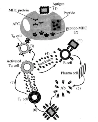 Figure  1 :   How  Does  the  Immune  System  Protect  the Living Body 