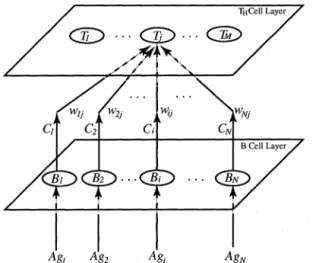 Figure  3:  Weight  Connection from B  Cell toT  Cell 