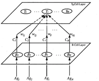 Figure 3:  Weight Connections From B Cells To TH  Cells. 