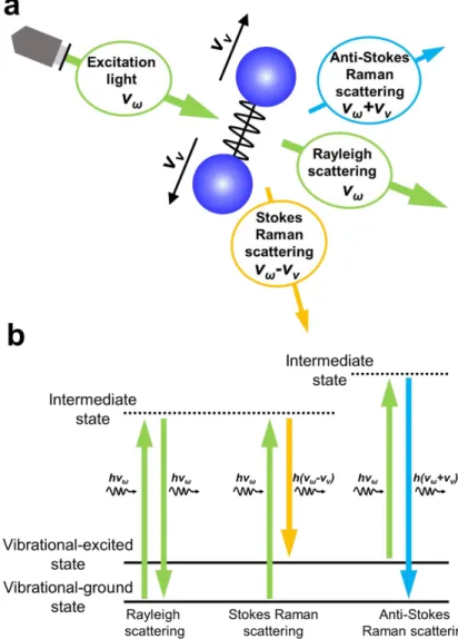 Figure 2.3 (a) Schematic illustration of the Raman process and (b) a model of the band  structures and transitions associated with Raman scattering.