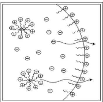 図 1.6: 水とイオン液体との界面に作られる構造のイメージ図。アルキル基の疎水性の部 分が水溶媒側を向き、界面に構造を形成している。図のようにドロップレットの内部から イオン液体の成分は水溶媒中に出ていくが、水はドロップレットの内部には入ってこな い。（１方向拡散） ある。そしてこの液体-液体系での溶解において１方向拡散が生じているのは、おそらく イオン液体のアルキル鎖の疎水性相互作用によって水-イオン液体界面に形成される構造 によるものである、と考えられる。（図 1.6）  また、アルキル鎖の長さの異な