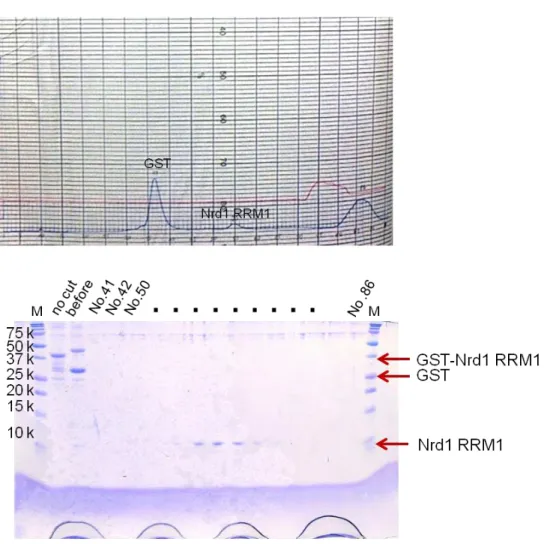 Fig.  6    The  17.5%  SDS-PAGE  gel  of  Nrd1  RRM1  at  Superdex  75  (26/60)  gel  filtration column after cleaving GST tag by HRV3C