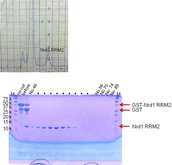 Fig.  7    The  17.5%  SDS-PAGE  gel  of  Nrd1  RRM2  at  Superdex  75  (26/60)  gel  filtration column after cleaving GST tag by HRV3C