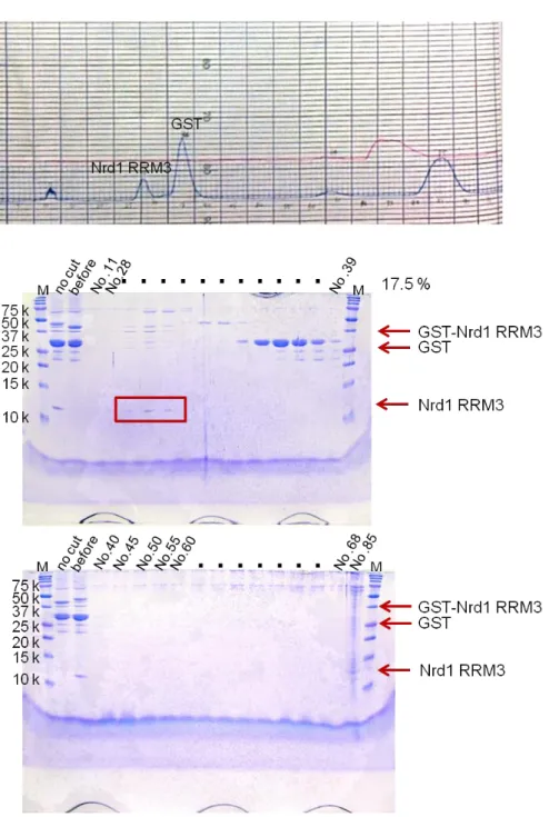 Fig.  8    The  17.5%  SDS-PAGE  gel  of  Nrd1  RRM3  at  Superdex  75  (26/60)  gel  filtration column after cleaving GST tag by HRV3C