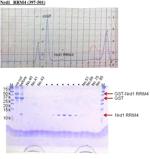 Fig.  9    The  17.5%  SDS-PAGE  gel  of  Nrd1  RRM4  at  Superdex  75  (26/60)  gel  filtration column after cleaving GST tag by HRV3C