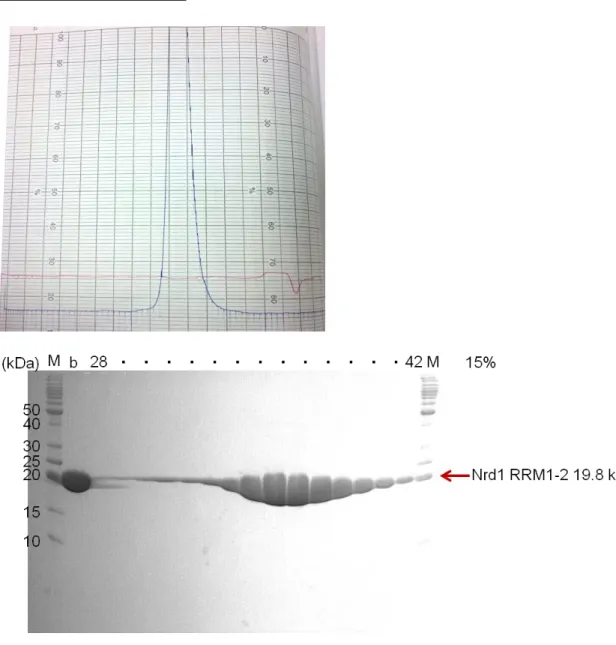 Fig.  10    The  15%  SDS-PAGE  gel  of  Nrd1  RRM1-2  at  Superdex  75  (16/60)  gel  filtration column