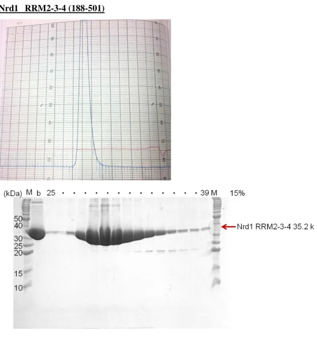 Fig.  12    The  15%  SDS-PAGE  gel  of  Nrd1  RRM2-3-4  at  Superdex  75  (16/60)  gel  filtration column