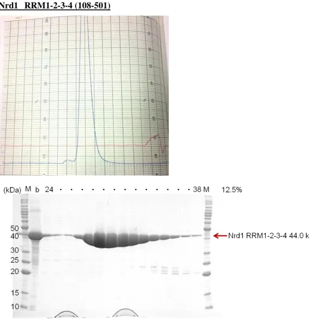 Fig. 13    The 12.5% SDS-PAGE gel of Nrd1 RRM1-2-3-4 at Superdex 200 (16/60)  gel filtration column