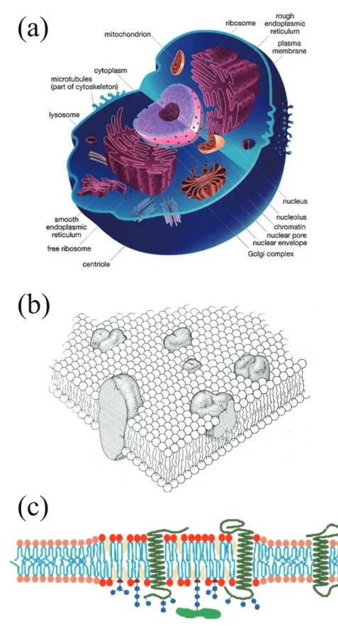 Figure 1.2: (a) A schematic representation of a single cell. There are many biomembranes inside the cell