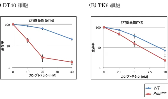 Fig. 5 Polε exo- 細胞はカンプトテシンに感受性を示す