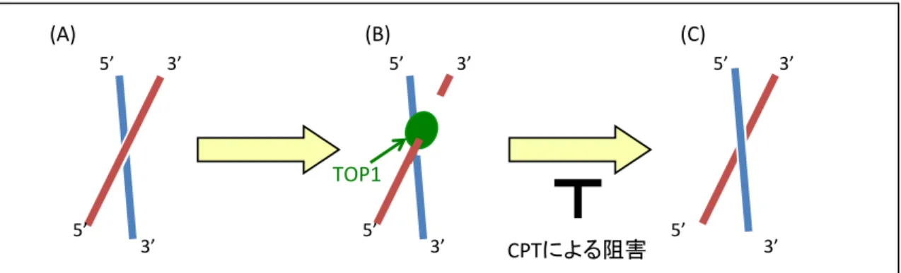 Fig. 6  カンプトテシンはトポイソメラーゼ I (TOP1)  の阻害薬として作用する 二重らせんを形成する DNA のねじれ   (A) を解消するために、 TOP1 が DNA の一方の鎖に共有結合し、一時的に一本鎖切断を引 き起こす   (B) 。その後、 TOP1 によりねじれが解消されると TOP1 は DNA との結合を解消し、一本鎖切断は修復される。しかし、カ ンプトテシンが存在すると、 TOP1 と DNA が共有結合を形成した 状態で安定化してしまう   (C) 。 1(TOP1)5