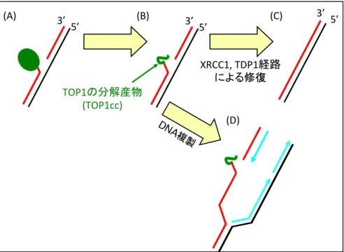 Fig. 7  カンプトテシンにより生じた TOP1cc は 二本鎖切断を誘導する
