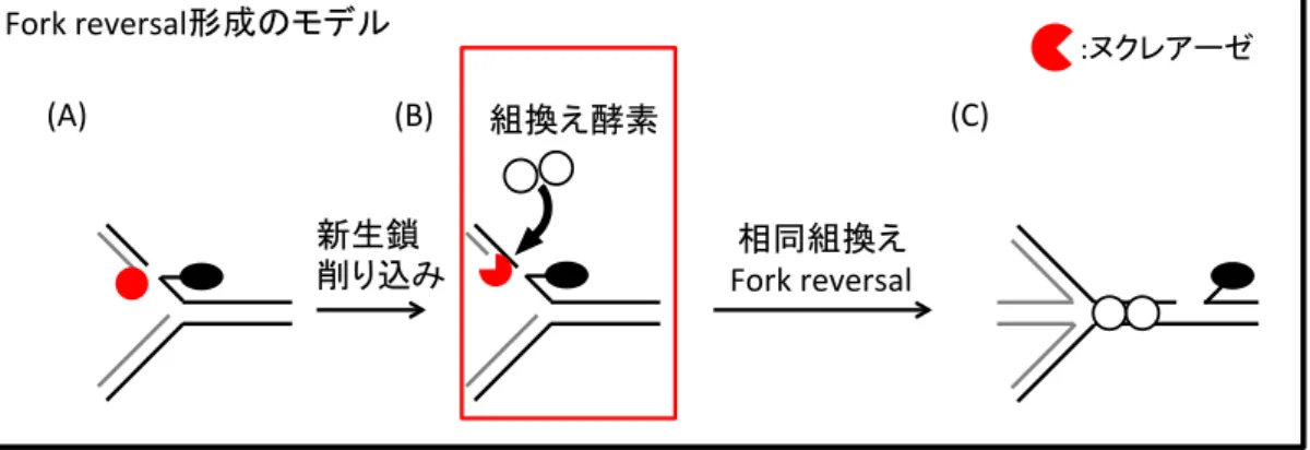 Fig. 9 Fork reversal 形成は、ヌクレアーゼによる 新生鎖削り込みにより開始される 鋳型鎖に TOP1cc が存在する状態で複製が進もうとする   (A) と、 ヌクレアーゼ活性により新生鎖が削り込まれ   (B) 、組換え酵素によ りコーティングされる。相同組換えを介して Fork reversal が形成 される   (C) 。 Fig