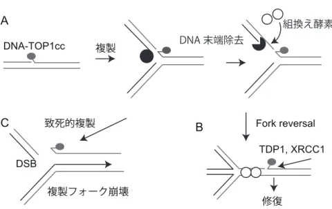 図 1: Reverse Fork 形成によるフォーク停止は DNA-TOP1cc の修復を促進する 複製Fork reversal致死的複製ACBDSB複製フォーク崩壊修復DNA-TOP1ccTDP1, XRCC1DNA 末端除去組換え酵素