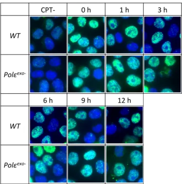 Fig. 11 Polε exo- 細胞はカンプトテシンによる 損傷を修復しない   ( 写真 ) CPT-0 h1 h 3 hWTPolεexo-6 h9 h12 hWTPolε