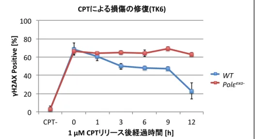 Fig. 12 Polε exo- 細胞はカンプトテシン による損傷を修復しない   ( グラフ )  横軸は最左がカンプトテシン非処理   (CPT -) を示している。他は   1  μ M  カンプトテシンを 15 min 曝露し、培地を洗浄、交換してか らの経過時間を示しており、該当時間に細胞を回収し、 γH2AX foci を観察した。 γH2AX の染色は、細胞全体が染色されている (pan  nuclei) か、全く染色されていないかに二分されており、前者を γH2AX Positive と定