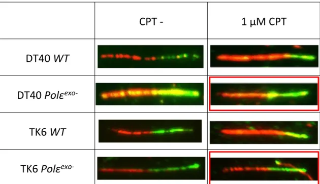 Fig. 13 Polε exo- 細胞はカンプトテシン存在下で DNA Fiber が短くならない   ( 写真、赤枠 ) CPT - 1 μM CPTDT40 WTDT40 Polεexo-TK6 WTTK6 Polε