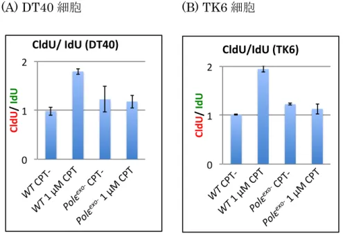 Fig. 14 Polε exo- 細胞はカンプトテシンによる 複製フォークの停止が生じない   ( 平均値グラフ ) 
