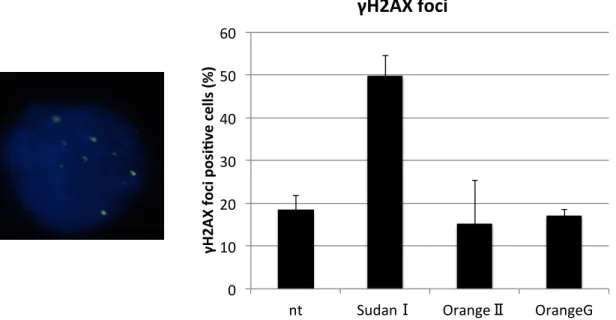 Fig. 6  アゾ化合物で細胞を処理した時のγ -H2AX の免疫染色の結果