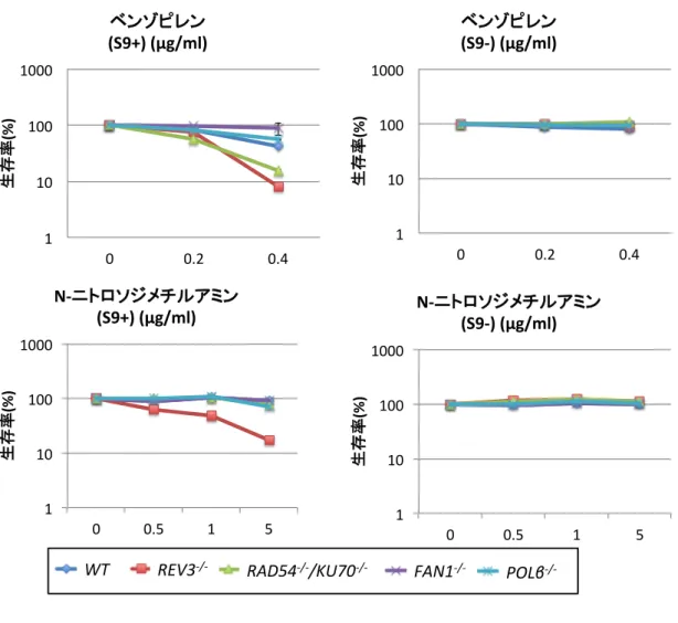 Fig. 11    ベンゾピレンと N- ニトロソジメチルアミンの生存率試験の結果 ( 左側 )S9 代謝有りでの生存率   ( 右側 )S9 代謝無しでの生存率  どちらの化合物に対して も REV3 -/- 変異株が感受性を示した。代謝無しの条件では野生型と変異株の間で有意な 生存率の差は見られなかった。 ベンゾピレンと N- ニトロソジメチルアミンは染色体断裂を誘導する  REV3 -/- 細胞の生存率の低下がベンゾピレンと N- ニトロソジメチルアミンによって誘導 された DNA 損傷によるもので