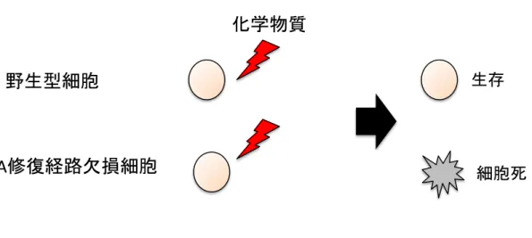 Fig. 2  遺伝毒物学手法の概略図   野生型細胞と DNA 修復経路が欠損した細胞に遺伝毒性を調べたい化合物を同様に暴露 し、 DNA 修復経路欠損細胞でのみ生存率が低下した場合試験した化合物は遺伝毒性が 有ると判断する。   この方法では、高感度かつ偽陽性を避けて遺伝毒性を評価することが出来る。また、こ の方法を用いることで化合物が DNA 損傷を誘導するかどうかのみだけでなく、どのよ うな損傷を誘導するかまで調べることが出来る。本研究では構造の類似した 3 種の化合 物の遺伝毒性とその立体化学的構